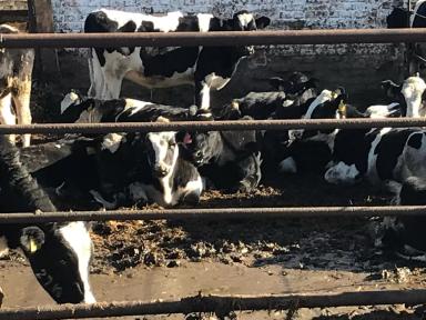 Осень! Уже? Насколько комфортно нашим телятам?