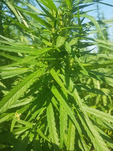 Сорта технической конопли