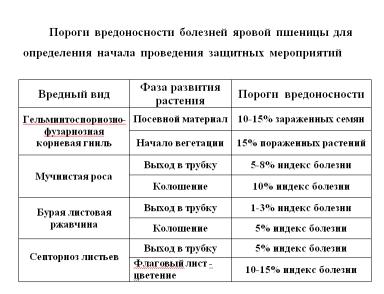 Экономическая эффективность применения фунгицидов на яровой пшенице.