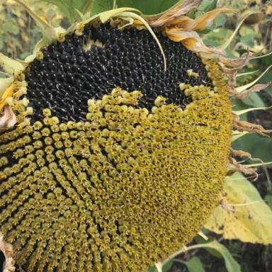 Енисей сорт подсолнечника