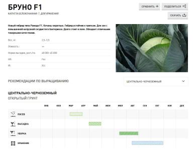 Бруно F1 (BRUNO)