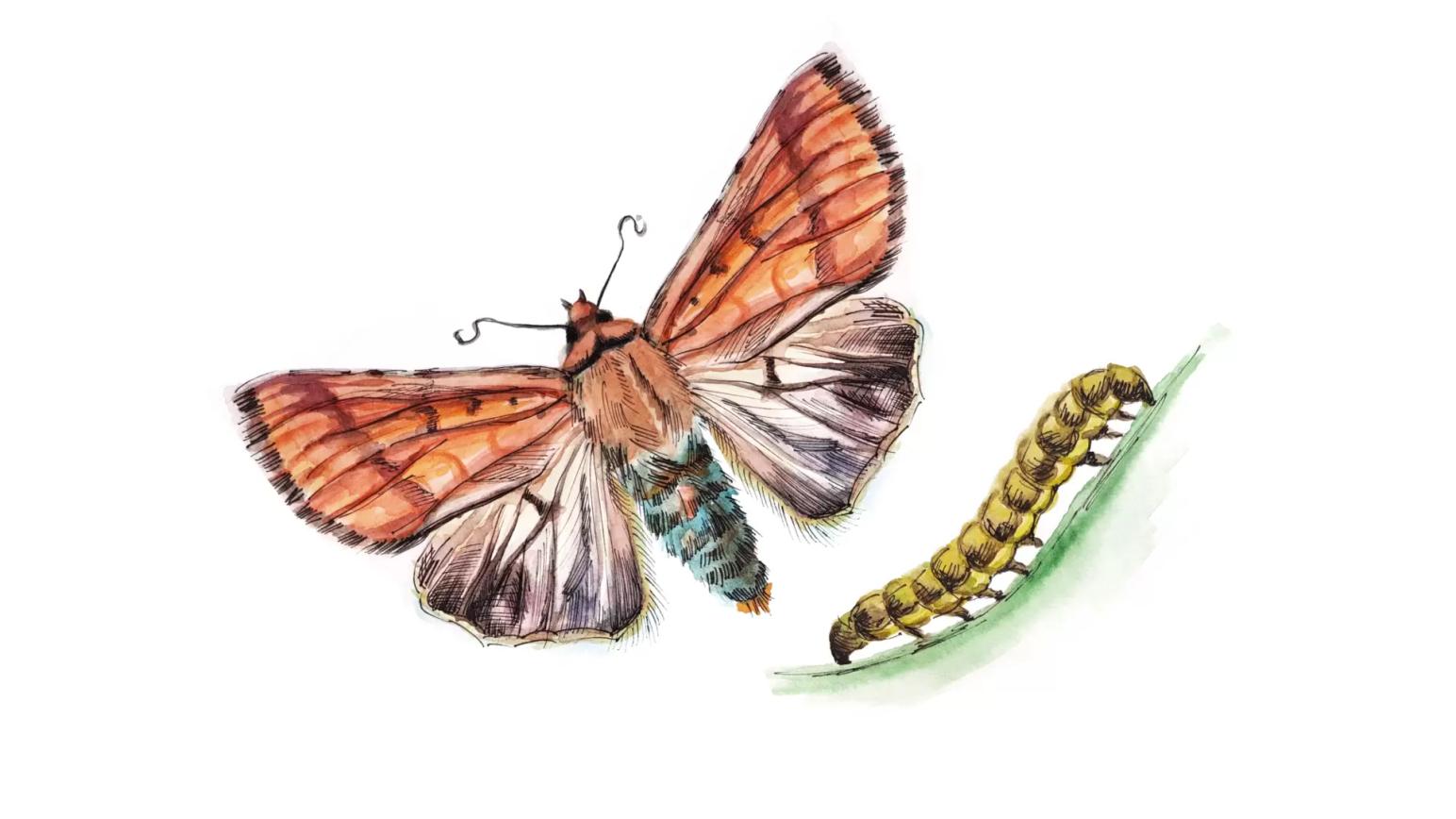 Хлопковая совка