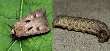 Восклицательная совка