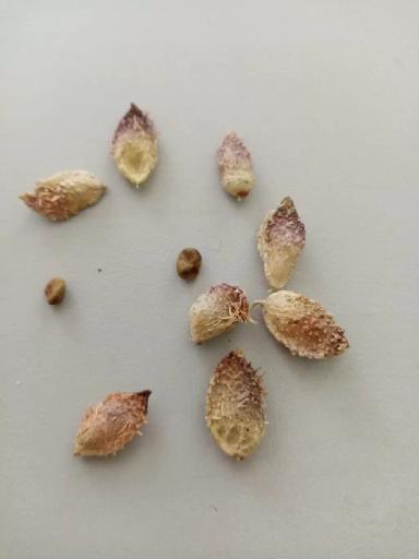 Подскажите что это? Растет на полях пшеницы.