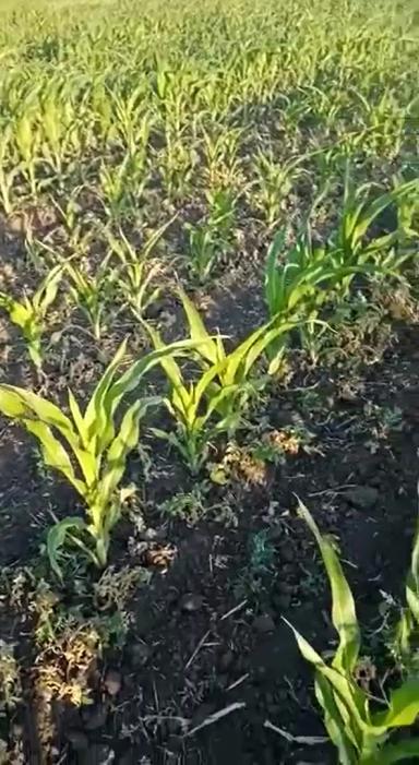 Вопросы из чатов: можно ли провести подкормку?