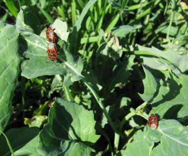 Эксперимент. Выращивание ярового рапса в зерновом севообороте.