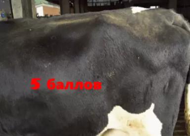 Балльная оценка наполненности рубца