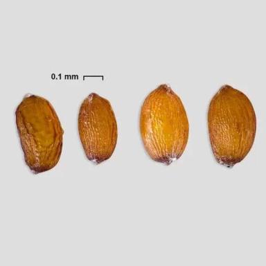 Ситник жабий