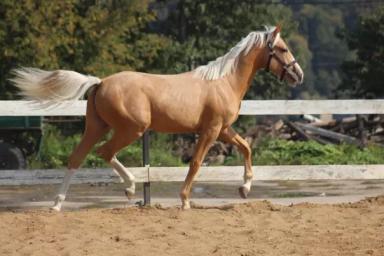 Торийская порода лошадей 