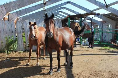 Кушумская порода лошадей