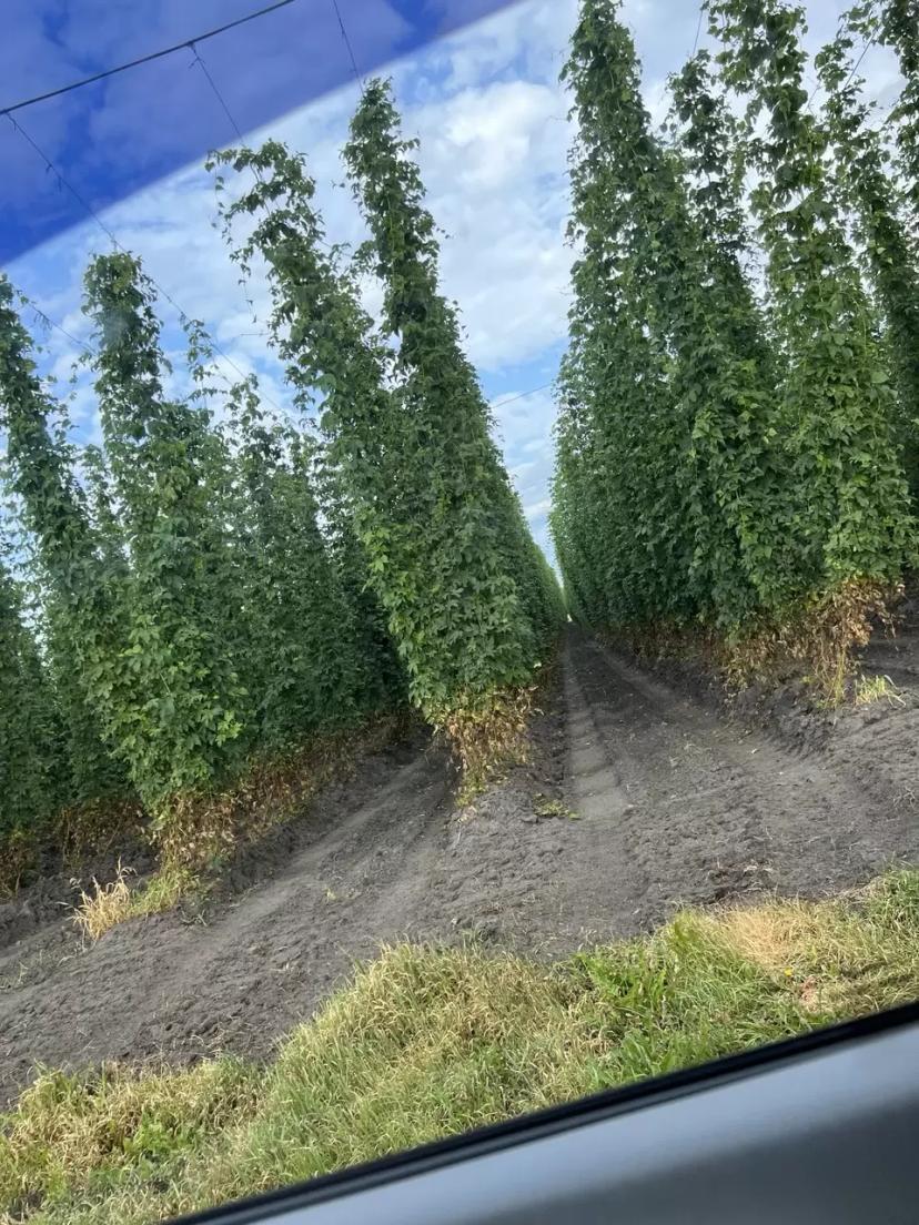 Плантации хмеля