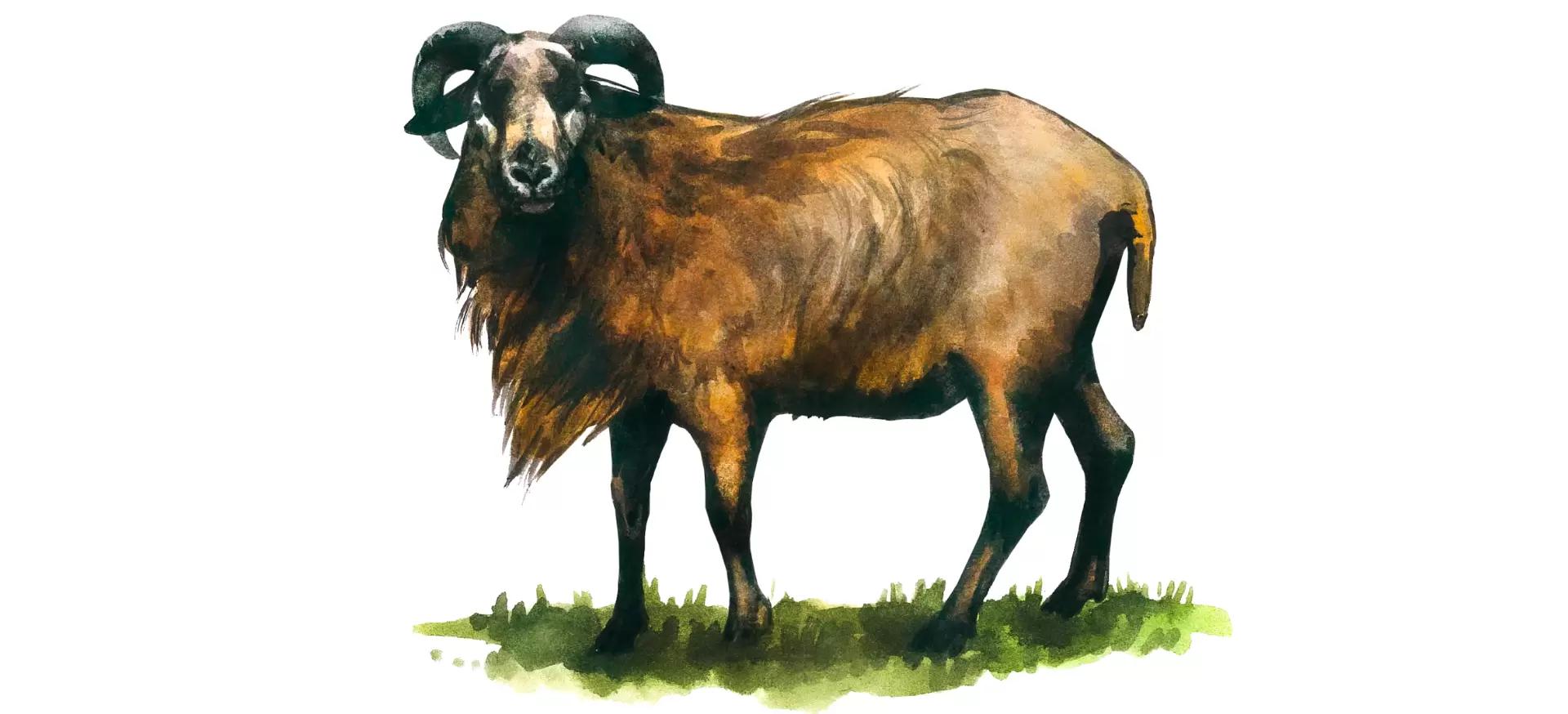 Камерунская порода овец