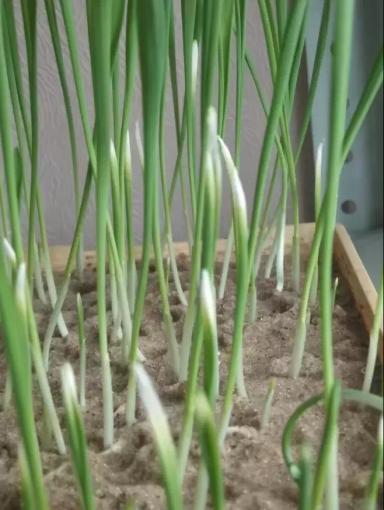 Неравномерные всходы ячменя