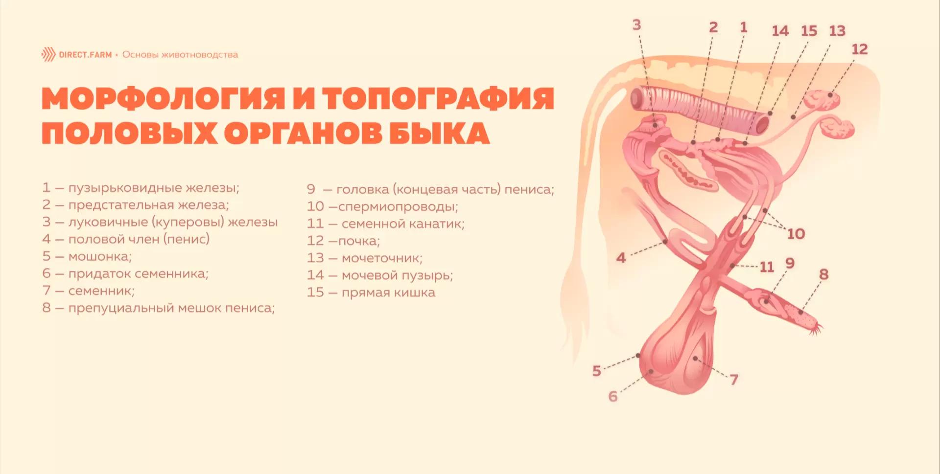 Морфология и топография репродуктивных органов быка