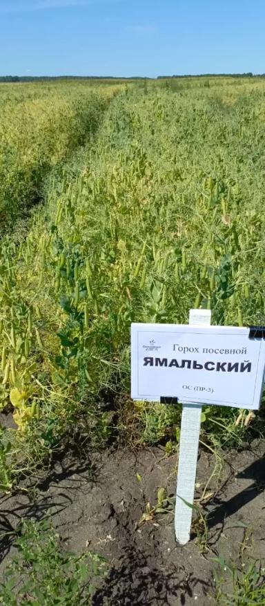 Семенная Лига реализует оригинальные семена зерновых и зернобобовых культур