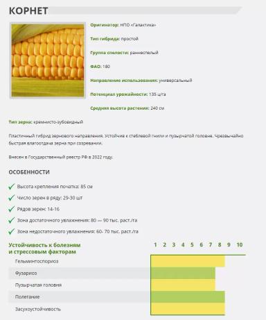 Корнет гибрид кукурузы Галактика