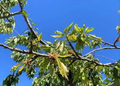 Бактериальный рак черешни