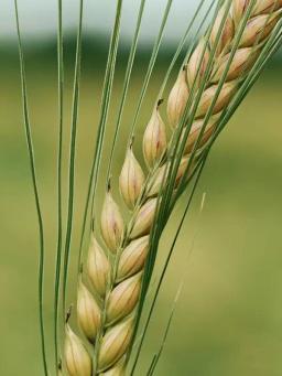 Ячмень яровой Формула 1