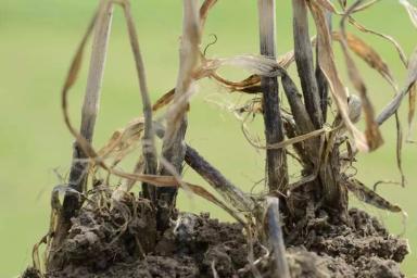 Офиоболезная корневая гниль