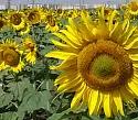 Караван ® - сорт подсолнечника (Helianthus annuus L.).