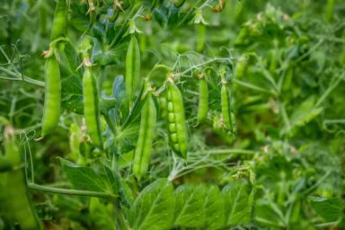 ГОРОХ важнейшая культура в сельском хозяйстве