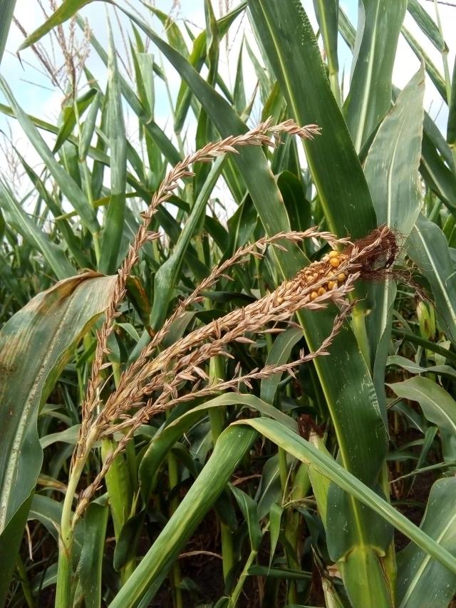 Царица полей, что с ней?