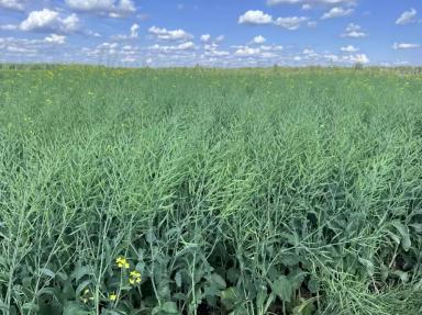 Обработка рапса ярового фунгицидом в фазу образования стручков