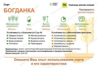 Богданка сорт мягкой озимой пшеницы