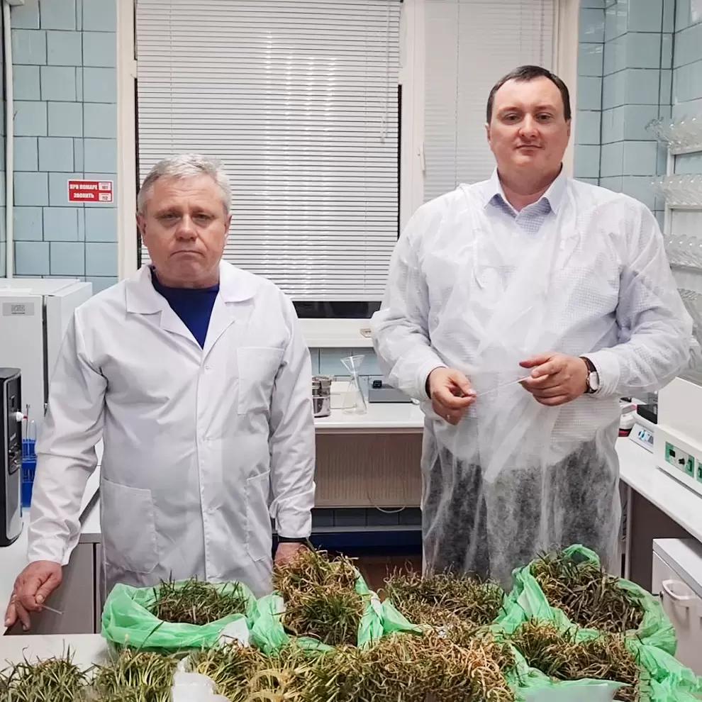 Оценка жизнеспособности озимой пшеницы