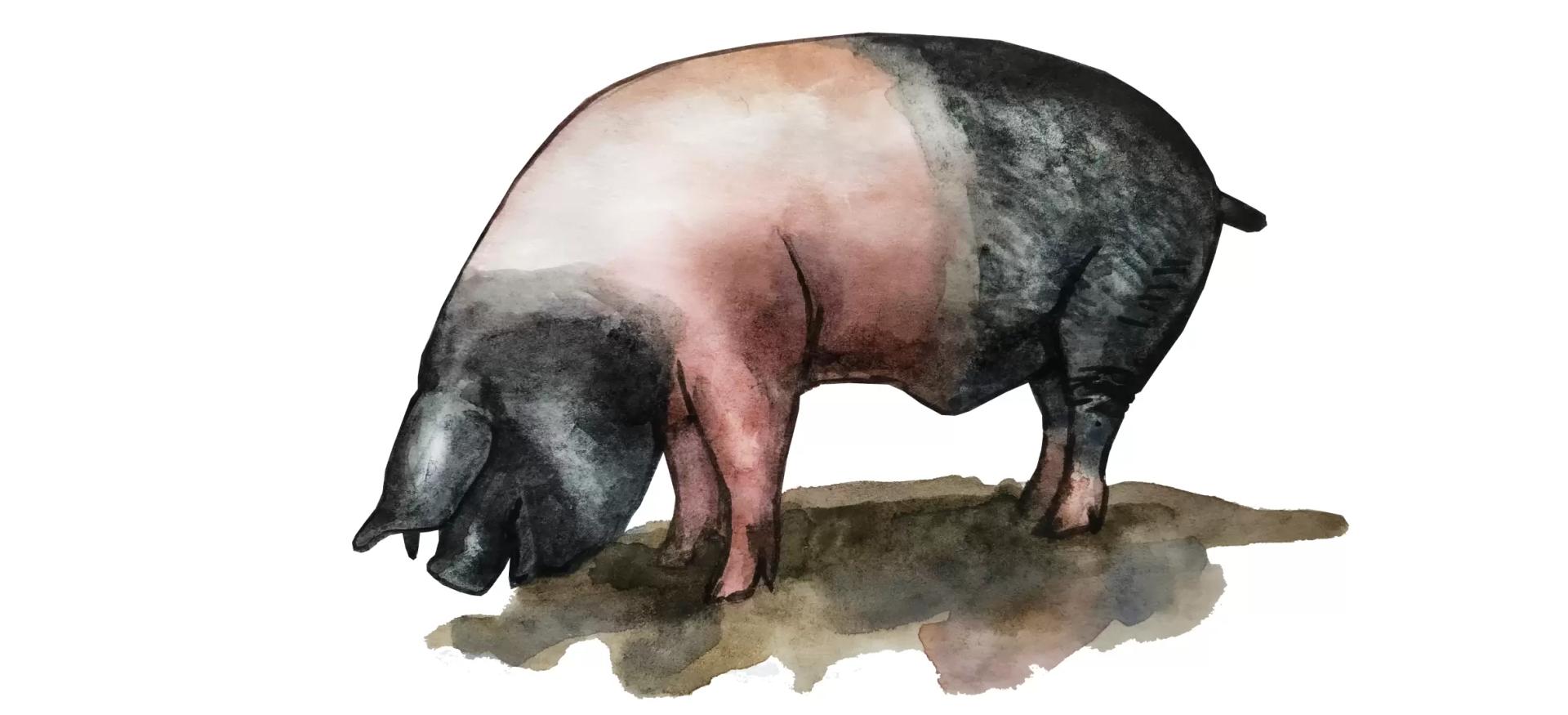 Кршкопольская порода свиней