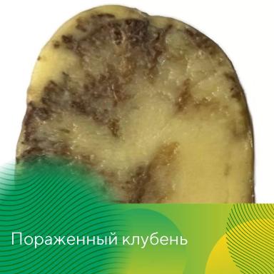 Методы контроля фитофтороза