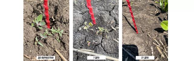 Долгосрочные инвестиции в чистоту полей по технологии КОНВИЗО® СМАРТ