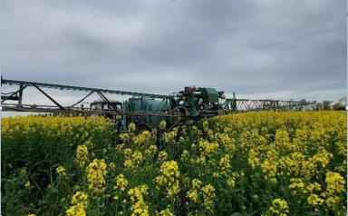 Опыт внесения фунгицида Кустодия,КС на озимый рапс дроном XAG V40