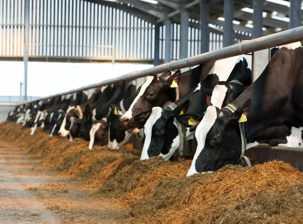 Ламинит копытец крупного рогатого скота