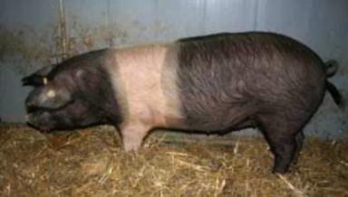 Кршкопольская порода свиней