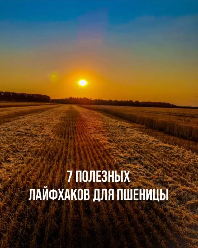 7 ПОЛЕЗНЫХ ЛАЙФХАКОВ ДЛЯ ПШЕНИЦЫ