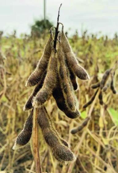 Адельфиа  - сорт сои (Glycine max (L.) Merr.).