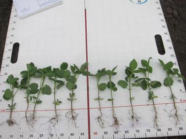 стимуляторы семян сои