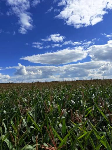 Кукуруза в фазе молочной спелости 🌽