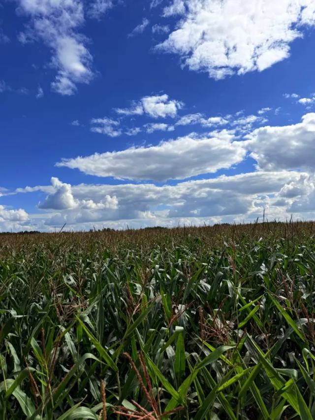Кукуруза в фазе молочной спелости 🌽