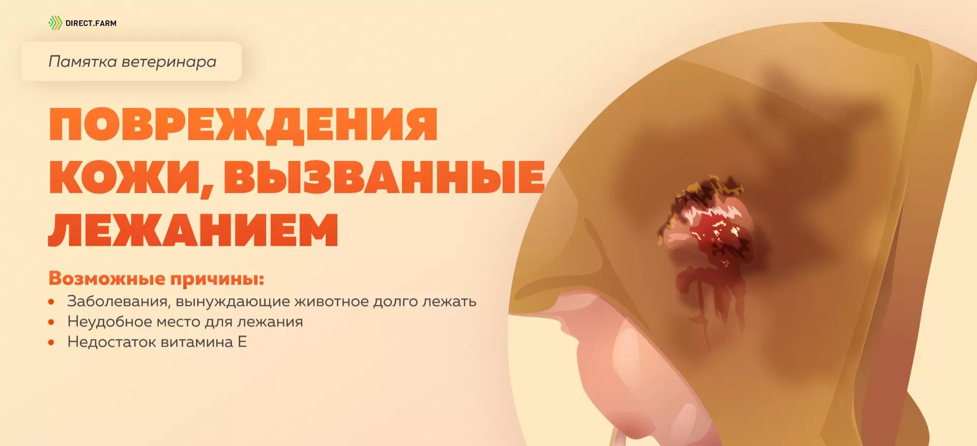 Памятка ветеринара: повреждения кожи у коров, вызванные лежанием