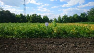 Пума  сорт сои