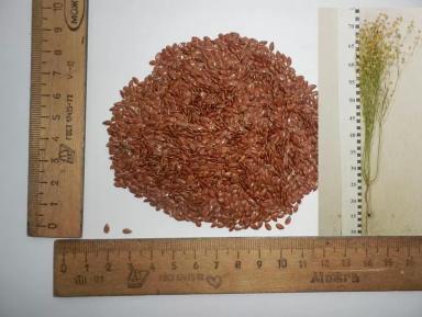 Артем сорт льна масличного