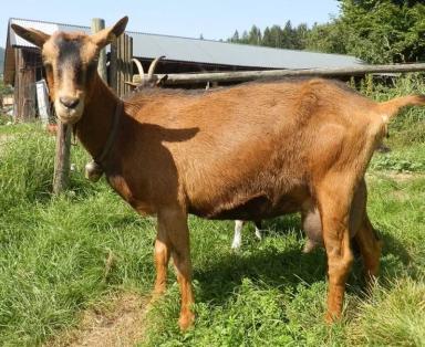 Немецкая пестрая