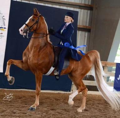 Американская верховая (сэддлбредная)