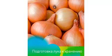 Хранение лука