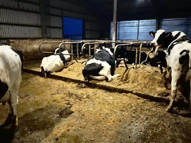 К чему может привести неправильная организация работы с песком для коров.