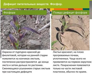 Особенности применения удобрений при возделывании кукурузы