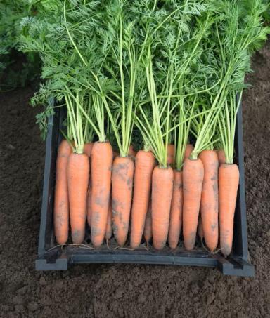 Берлин F1 (BERLIN)