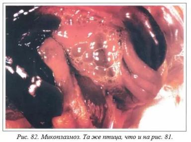 Вегад - Атлас болезней птицы. Ч. 15. Респираторный микоплазмоз